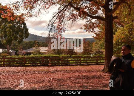 Melbourne, Victoria, Australien. April 2024. Menschen genießen den Herbst am Mount Macedon in Melbourne. Der Berg ist ein Wunderland mit historischen Gärten und wilden Buschlandschaften mit Eukalyptus, Kiefern und hoher Bergasche. Einladende Kellertüren und ein entspannender Blick. Herrliche Villen und einheimische Tierwelt. Es ist ein Paradies für alle, die Natur, atemberaubende Gärten und Outdoor-Aktivitäten lieben. Die Schönheit des Mount Macedon ändert sich ständig mit den Jahreszeiten. Der Herbst ist besonders beliebt, da die Eichenbäume auf der Honour Avenue in Mazedon in leuchtenden Farben erstrahlen. (Bild: © Rana Sajid Hussain/Paci Stockfoto