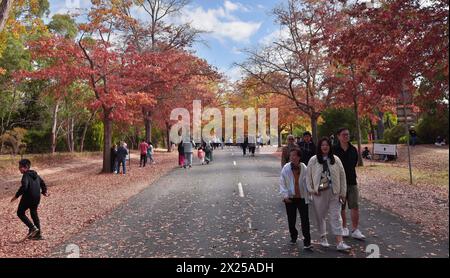 Melbourne, Victoria, Australien. April 2024. Menschen genießen den Herbst am Mount Macedon in Melbourne. Der Berg ist ein Wunderland mit historischen Gärten und wilden Buschlandschaften mit Eukalyptus, Kiefern und hoher Bergasche. Einladende Kellertüren und ein entspannender Blick. Herrliche Villen und einheimische Tierwelt. Es ist ein Paradies für alle, die Natur, atemberaubende Gärten und Outdoor-Aktivitäten lieben. Die Schönheit des Mount Macedon ändert sich ständig mit den Jahreszeiten. Der Herbst ist besonders beliebt, da die Eichenbäume auf der Honour Avenue in Mazedon in leuchtenden Farben erstrahlen. (Bild: © Rana Sajid Hussain/Paci Stockfoto