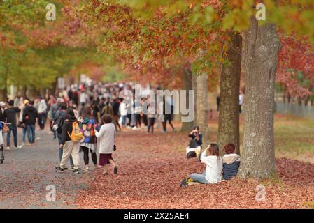 Melbourne, Victoria, Australien. April 2024. Menschen genießen den Herbst am Mount Macedon in Melbourne. Der Berg ist ein Wunderland mit historischen Gärten und wilden Buschlandschaften mit Eukalyptus, Kiefern und hoher Bergasche. Einladende Kellertüren und ein entspannender Blick. Herrliche Villen und einheimische Tierwelt. Es ist ein Paradies für alle, die Natur, atemberaubende Gärten und Outdoor-Aktivitäten lieben. Die Schönheit des Mount Macedon ändert sich ständig mit den Jahreszeiten. Der Herbst ist besonders beliebt, da die Eichenbäume auf der Honour Avenue in Mazedon in leuchtenden Farben erstrahlen. (Bild: © Rana Sajid Hussain/Paci Stockfoto