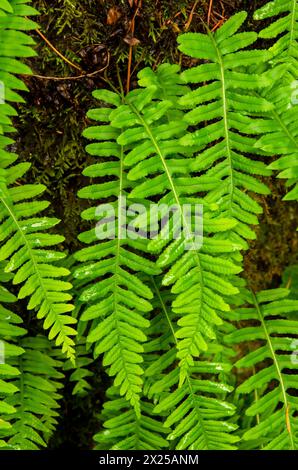 Süßholzfarn (Polypodium glycyrrhiza) in der Columbia River Gorge, Oregon Stockfoto