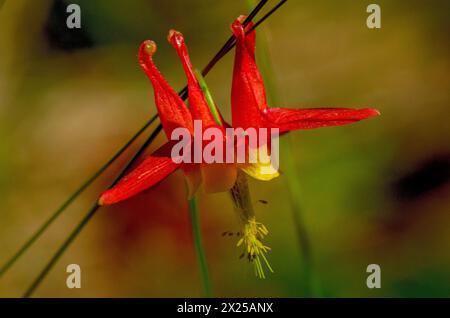 Western Columbine (Aquilegia formosa) in Oregon, USA. Stockfoto