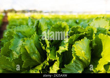 Reihen frischer grüner Salat, die in der Hydrokultur im Gewächshaus wachsen, Kopierraum Stockfoto