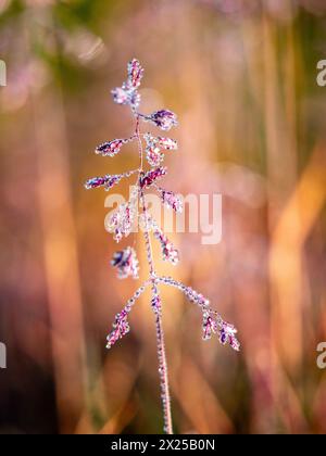 Bezaubernde Eisblume (Tamarix chinensis), gefunden in Ostgrönland Stockfoto