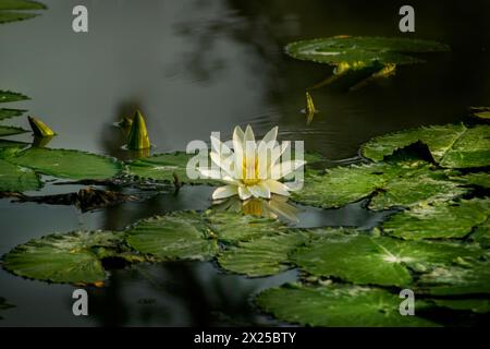 Seerose in Khulna, Bngladesch. Stockfoto