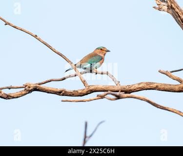 Indischer Rollvogel auf einem Ast. Stockfoto