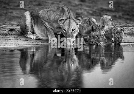 Löwenjungen werden am 2024. Januar im Okavango-Delta gesehen Stockfoto