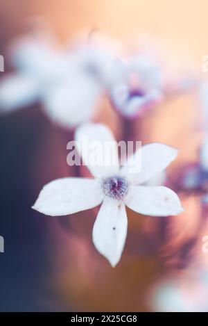 Wilde Eisenkraut oder Pentanisia Prunelloides, heimisch in Afrika Stockfoto