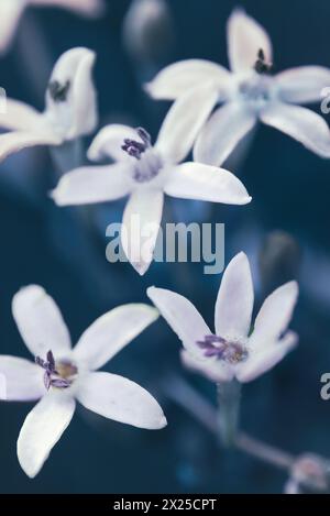 Wilde Eisenkraut oder Pentanisia Prunelloides, heimisch in Afrika Stockfoto