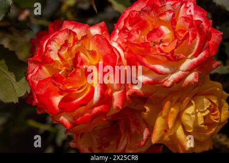 Zudem stieg der Golap, Gulab Rosa Plantage an Birulia, Savar bekannt. Khulna, Bangladesh. Stockfoto