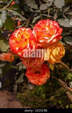 Zudem stieg der Golap, Gulab Rosa Plantage an Birulia, Savar bekannt. Khulna, Bangladesh. Stockfoto