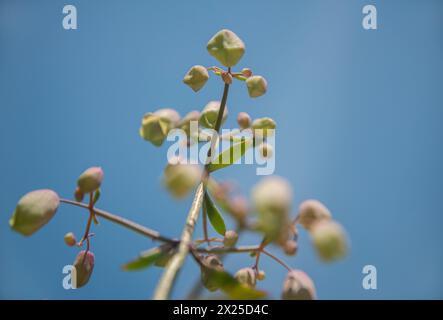 Sukkulente Pflanze Bryophyllum pinnatum. Stockfoto