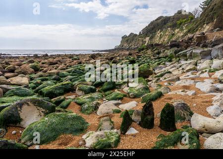 Die Kanalküste am Steephill Cove Beach in der Nähe von Castle Cove, Isle of Wight, England, Großbritannien Stockfoto