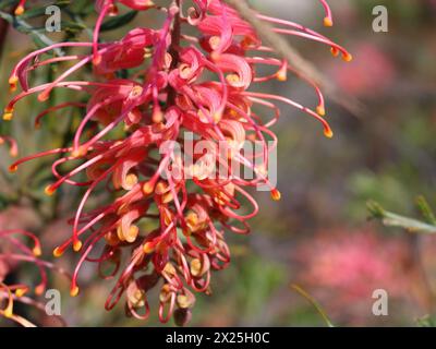 Nahaufnahme von grevillea Blossom endemisch in Australien Stockfoto