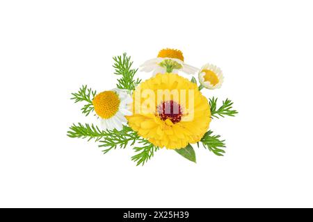 Calendula- und Kamillenblüten und -Blätter, isoliert auf weiß. Weiße Gänseblümchen und Ringelblume in Blüte. Chamaemelum nobile und Calendula officinal Stockfoto