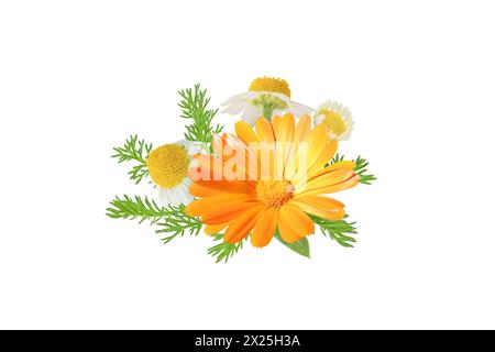 Calendula officinalis und Chamaemelum nobile Blüten- und Blattsträucher isoliert auf weiß. Weiße Gänseblümchen und Ringelblume in Blüte. Calendula und Chamomi Stockfoto