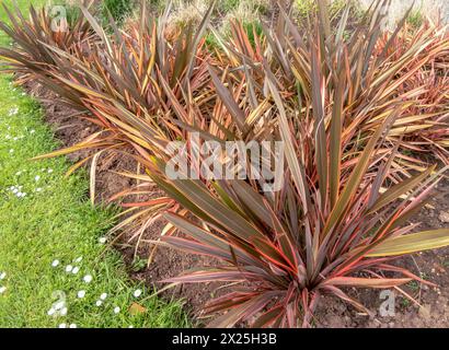 Phormium-Tenax-Pflanzengruppe in der Stadtlandschaftspflege. Neuseeländische Flachs- oder neuseeländische Hanfblätter mit Bronze-, Grün- und rosafarbenen Streifen. Stockfoto