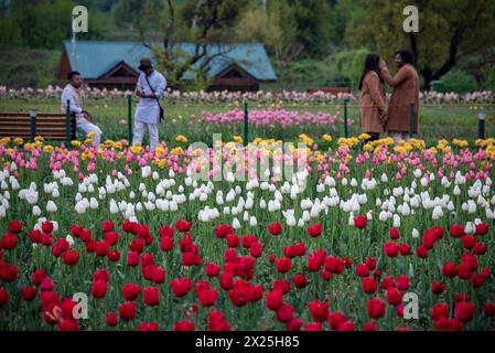 Touristen genießen an einem Frühlingstag den Blick auf die blühenden Tulpen im Tulpengarten. Der Indira Gandhi Memorial Tulpengarten, ehemals Siraj Bagh, verfügt über etwa 17 Tulpen in über 73 Sorten, die die Hauptattraktion des Gartens im Frühling in Kaschmir darstellen, was den Beginn der Hauptsaison für Touristen darstellt. Tausende von Menschen strömen zu Kaschmirs blühenden Mandelalken und Tulpengärten, die von einigen lokalen Geistesmedizinern als therapeutisch für die vernarbte Psyche beschrieben werden. (Foto: Idrees Abbas/SOPA Images/SIPA USA) Stockfoto