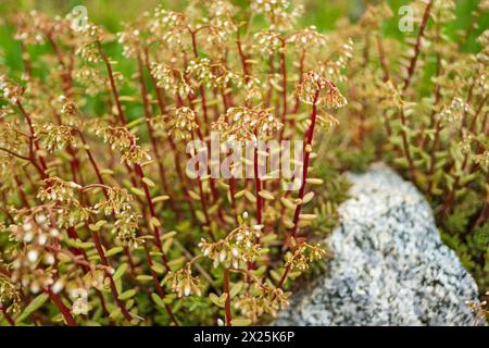 Weißer Steinpilz, Sedum-Album in einer natürlichen Umgebung in Südtirol, Italien. Stockfoto