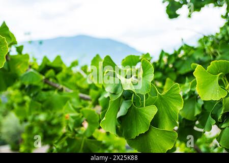 Haufen Ginkgo-Blätter auf einem Baum. Stockfoto