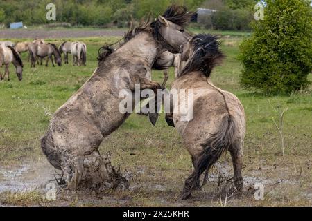 Konik Pferde kämpfen auf Wicken Fen in Cambridgeshire. Zwei wilde Hengste kämpften in dramatischen Szenen im ENGLISCHEN Countr um die Dominanz Stockfoto