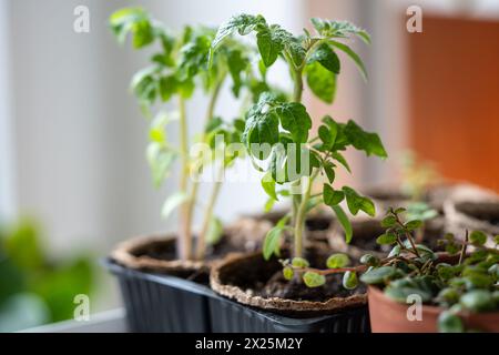 Bio-Tomatensämlinge, die aus Saatgut zu Hause wachsen. Stockfoto