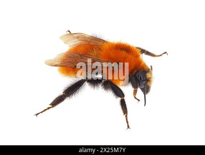 Gewöhnliche Karderbiene isoliert auf weißem Hintergrund, Bombus pascuorum Stockfoto
