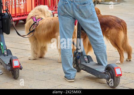 Tarragona, Spanien - 20. April 2024: Eine Person in Jeans steht neben zwei angeleinten Hunden und einem Elektroroller, die eine moderne urbane Szene des Spazierens darstellen Stockfoto