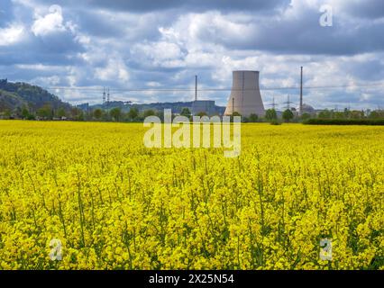 Gelb blühendes Rapsfeld vor einem dramatisch bewölkten Himmel, dahinter das stillgelegte Kernkraftwerk Isar2, Bayern Stockfoto