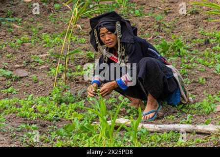 SAMARKISAY, LAOS - 22. NOVEMBER 2019: Frau der Akha-Ethnie in ihren traditionellen Kleidern sammelt Gemüse in der Nähe des Dorfes Samarkisay in Phongsali provi Stockfoto