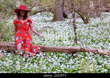 Doddiscombsleigh, Devon, Großbritannien. April 2024. Wetter in Großbritannien: Raich Keene sammelt blühenden WildKnoblauch in Doddiscombsleigh, Devon. Hinweis: Nidpor/Alamy Live News Stockfoto