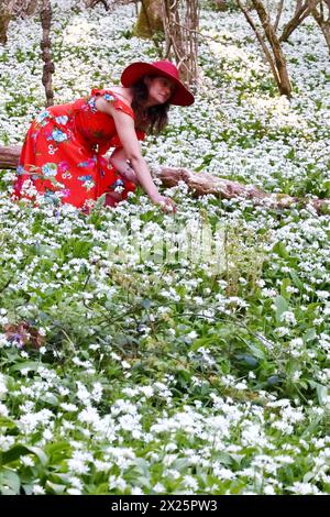 Doddiscombsleigh, Devon, Großbritannien. April 2024. Wetter in Großbritannien: Raich Keene sammelt blühenden WildKnoblauch in Doddiscombsleigh, Devon. Hinweis: Nidpor/Alamy Live News Stockfoto