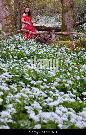 Doddiscombsleigh, Devon, Großbritannien. April 2024. Wetter in Großbritannien: Raich Keene sammelt blühenden WildKnoblauch in Doddiscombsleigh, Devon. Hinweis: Nidpor/Alamy Live News Stockfoto