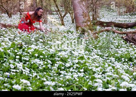 Doddiscombsleigh, Devon, Großbritannien. April 2024. Wetter in Großbritannien: Raich Keene sammelt blühenden WildKnoblauch in Doddiscombsleigh, Devon. Hinweis: Nidpor/Alamy Live News Stockfoto