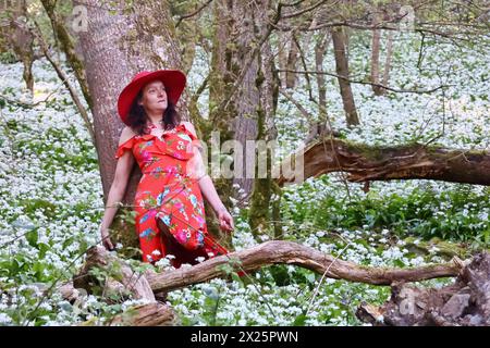 Doddiscombsleigh, Devon, Großbritannien. April 2024. Wetter in Großbritannien: Raich Keene sammelt blühenden WildKnoblauch in Doddiscombsleigh, Devon. Hinweis: Nidpor/Alamy Live News Stockfoto