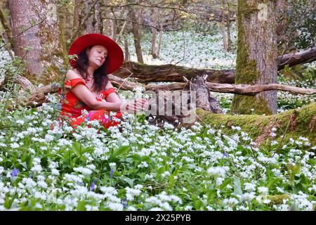 Doddiscombsleigh, Devon, Großbritannien. April 2024. Wetter in Großbritannien: Raich Keene sammelt blühenden WildKnoblauch in Doddiscombsleigh, Devon. Hinweis: Nidpor/Alamy Live News Stockfoto