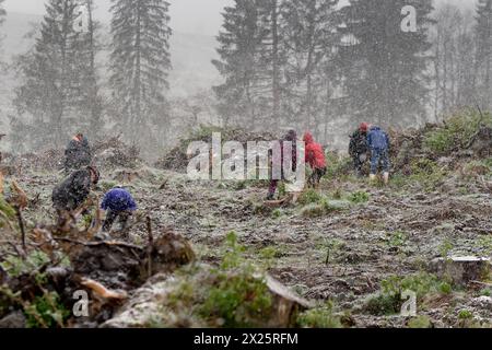 20.04.2024 schönes Wetter sieht anders aus. Schnee, Regen und stürmischer Wind bei eisigen Temperaturen begleiteten in einem Waldgebiet an der B27 zwischen Elend und Braunlage im Landkreis Harz in Sachsen-Anhalt eine Pflanzaktion, bei der von freiwilligen Helfern am 19. Und 20. April etwa 25000 Baumsetzlinge in die Erde gebracht wurden. Initiator ist der Schierker Vermieter, Gastronom, Investor und Betreiber eines digitalen touristischen Portals für den Harz, Thomas Rader, der kurz vor der Pandemie die Initiative heiermann4future gegründet hat, um einen Beitrag zum Waldschutz im Harz zu leiste Stockfoto