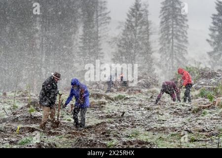 20.04.2024 schönes Wetter sieht anders aus. Schnee, Regen und stürmischer Wind bei eisigen Temperaturen begleiteten in einem Waldgebiet an der B27 zwischen Elend und Braunlage im Landkreis Harz in Sachsen-Anhalt eine Pflanzaktion, bei der von freiwilligen Helfern am 19. Und 20. April etwa 25000 Baumsetzlinge in die Erde gebracht wurden. Initiator ist der Schierker Vermieter, Gastronom, Investor und Betreiber eines digitalen touristischen Portals für den Harz, Thomas Rader, der kurz vor der Pandemie die Initiative heiermann4future gegründet hat, um einen Beitrag zum Waldschutz im Harz zu leiste Stockfoto