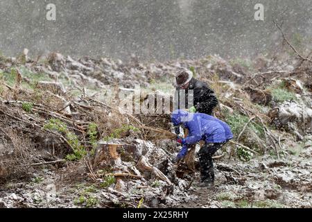 20.04.2024 schönes Wetter sieht anders aus. Schnee, Regen und stürmischer Wind bei eisigen Temperaturen begleiteten in einem Waldgebiet an der B27 zwischen Elend und Braunlage im Landkreis Harz in Sachsen-Anhalt eine Pflanzaktion, bei der von freiwilligen Helfern am 19. Und 20. April etwa 25000 Baumsetzlinge in die Erde gebracht wurden. Initiator ist der Schierker Vermieter, Gastronom, Investor und Betreiber eines digitalen touristischen Portals für den Harz, Thomas Rader, der kurz vor der Pandemie die Initiative heiermann4future gegründet hat, um einen Beitrag zum Waldschutz im Harz zu leiste Stockfoto