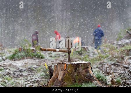 20.04.2024 schönes Wetter sieht anders aus. Schnee, Regen und stürmischer Wind bei eisigen Temperaturen begleiteten in einem Waldgebiet an der B27 zwischen Elend und Braunlage im Landkreis Harz in Sachsen-Anhalt eine Pflanzaktion, bei der von freiwilligen Helfern am 19. Und 20. April etwa 25000 Baumsetzlinge in die Erde gebracht wurden. Initiator ist der Schierker Vermieter, Gastronom, Investor und Betreiber eines digitalen touristischen Portals für den Harz, Thomas Rader, der kurz vor der Pandemie die Initiative heiermann4future gegründet hat, um einen Beitrag zum Waldschutz im Harz zu leiste Stockfoto