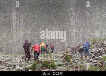 20.04.2024 schönes Wetter sieht anders aus. Schnee, Regen und stürmischer Wind bei eisigen Temperaturen begleiteten in einem Waldgebiet an der B27 zwischen Elend und Braunlage im Landkreis Harz in Sachsen-Anhalt eine Pflanzaktion, bei der von freiwilligen Helfern am 19. Und 20. April etwa 25000 Baumsetzlinge in die Erde gebracht wurden. Initiator ist der Schierker Vermieter, Gastronom, Investor und Betreiber eines digitalen touristischen Portals für den Harz, Thomas Rader, der kurz vor der Pandemie die Initiative heiermann4future gegründet hat, um einen Beitrag zum Waldschutz im Harz zu leiste Stockfoto