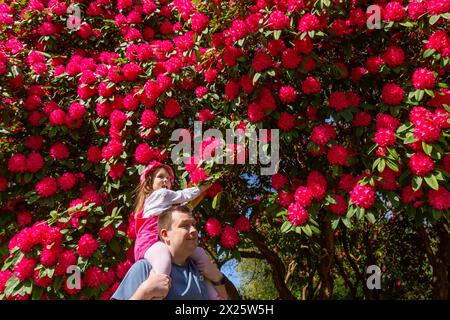Halesowen, West Midlands, Großbritannien. April 2024. Millie Willetts, 4 Jahre alt, fährt auf Dads Schultern und genießt an einem hellen Frühlingsmorgen einen Blick auf die Rhododendronblüten in ihrem Park in Halesowen, West Midlands. Quelle: Peter Lopeman/Alamy Live News Stockfoto