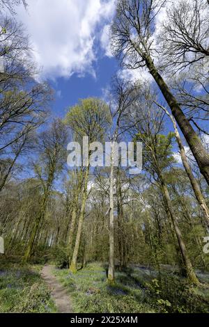 Micheldever Wood, Micheldever, Hampshire, England, Vereinigtes Königreich - Buchenholz (Fagus Sylvatica) mit Bluebells (Endymion Nonscriptus) im Frühjahr. Stockfoto