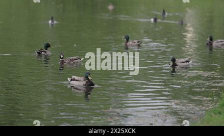 Enten schwimmen in einem Teich, getuftete Enten jagen einen anderen Vogel, großes Foto Stockfoto