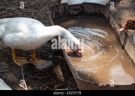 Weiße Hausente trinkt Wasser aus einem Trog auf dem Hof, Geflügelzucht Stockfoto