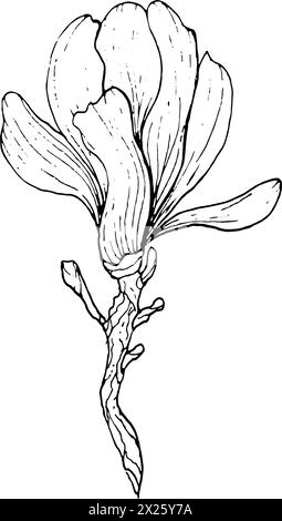 Einfarbige Blumen und Zweige der Magnolie, handgezeichnet. Magnolienumriss, schwarz-weiße Vektorillustration von Magnolienblüten und Zweigen. Stock Vektor