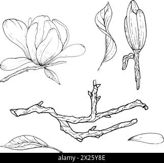 Einfarbige Blumen und Zweige der Magnolie, handgezeichnet. Magnolienumriss, schwarz-weiße Vektorillustration von Magnolienblüten und Zweigen. Stock Vektor