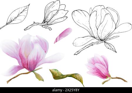 Aquarellvektor-Illustration mit blühenden rosa Blumen und Magnolienzweigen. Hand gezeichnete Magnolie. Frühling oder Sommer Blumen für Einladungen, Hochzeit Stock Vektor