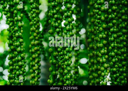 Arenga Pinnata, Frucht der Zuckerpalme Stockfoto