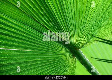 Washingtonia Robusta, mexikanische Fächerpalme, mexikanische washingtonia, Skyduster Stockfoto