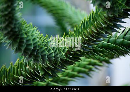 Affen-Puzzle-Baum Araucaria araucana Makro Stockfoto